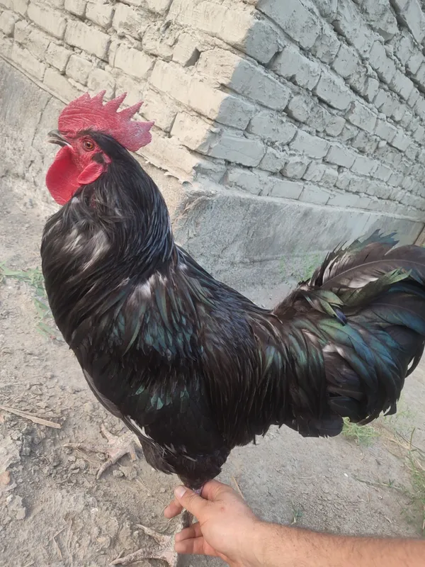 xo'roz sotiladi qora shaxzoda 1 yosh endi buladi xo'roz sotiladi qora shaxzoda 1 yosh endi buladi