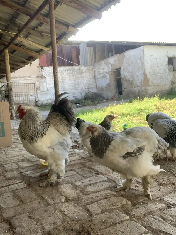 1yillk tovuqlar 3tasi tuxumda 1tasi kurkdan chiqdi