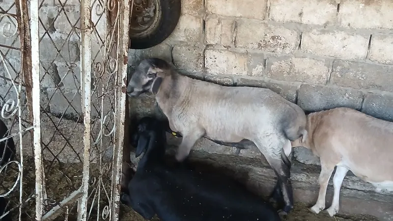 Qoʻylar sotiladi