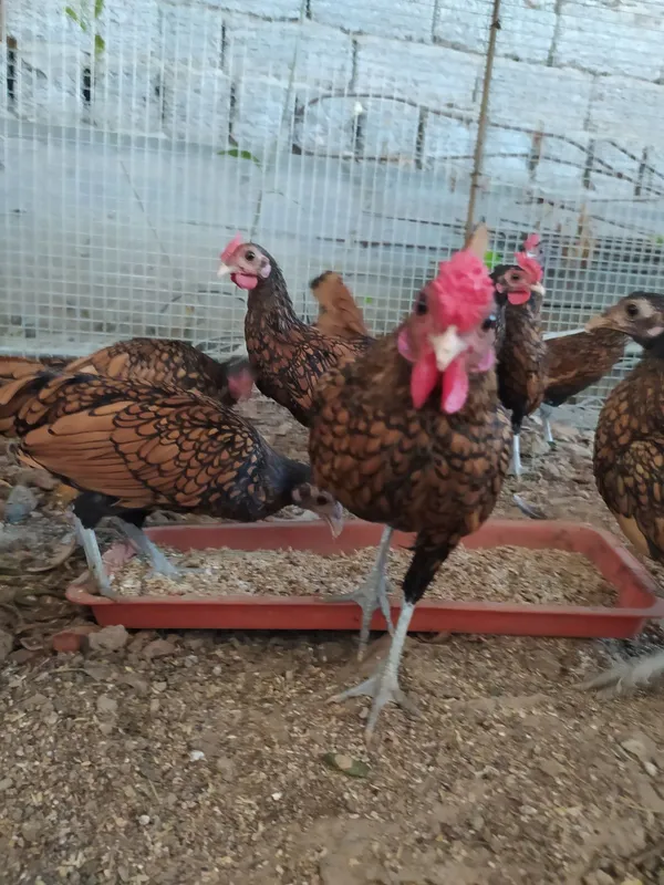 Sbrayt tovuq xoʻroz 4 Sbrayt tovuq xoʻroz 4