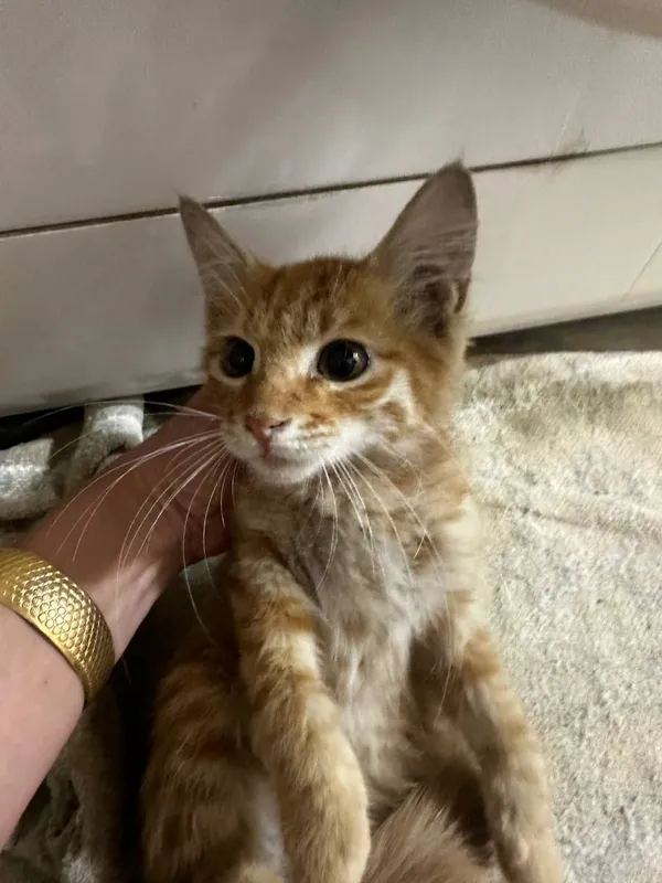 котята даром в добрые руки 2 котята даром в добрые руки 2
