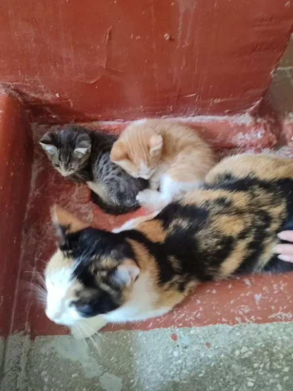 котята и кошка даром в добрые руки