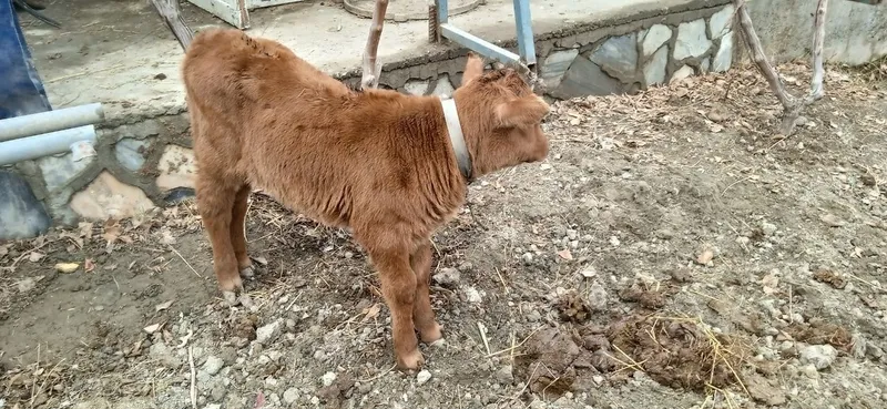 Жондор калсо олдига