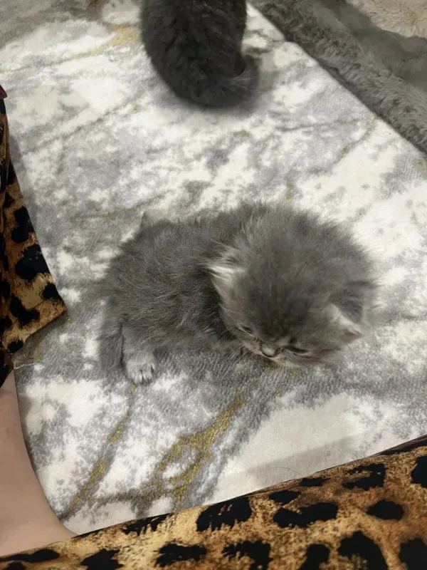 Qiz bola vislauxiy mushuk sotiladi 100$