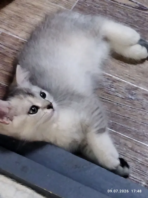 продажа шотланских котят 8