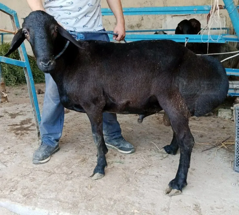 Semiz qòchqorlar sotiladi