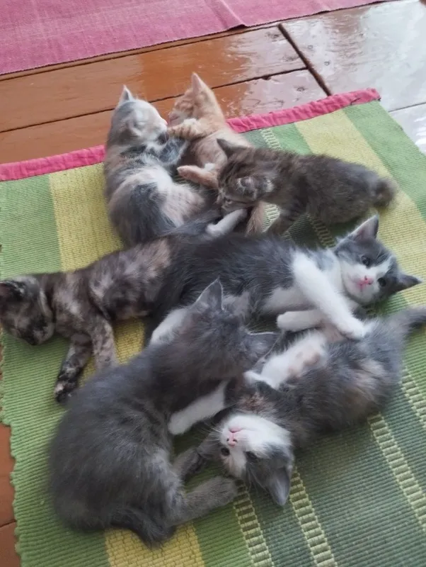 Отдадим котят в добрые руки 4 Отдадим котят в добрые руки 4