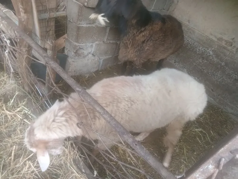 Qurbonlik uchun qo'ylar