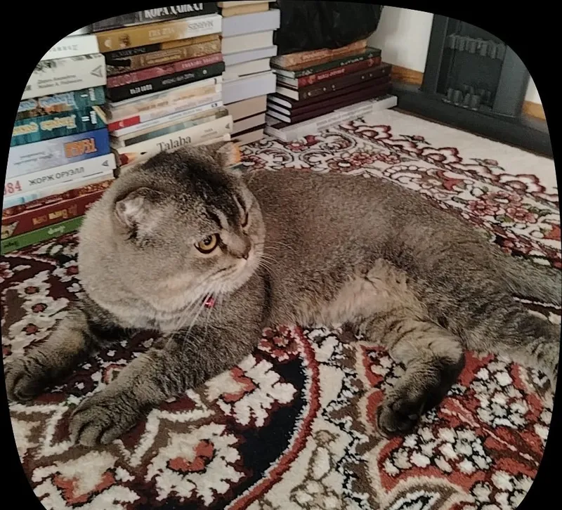 Продаётся кот. Коту 3 года 2