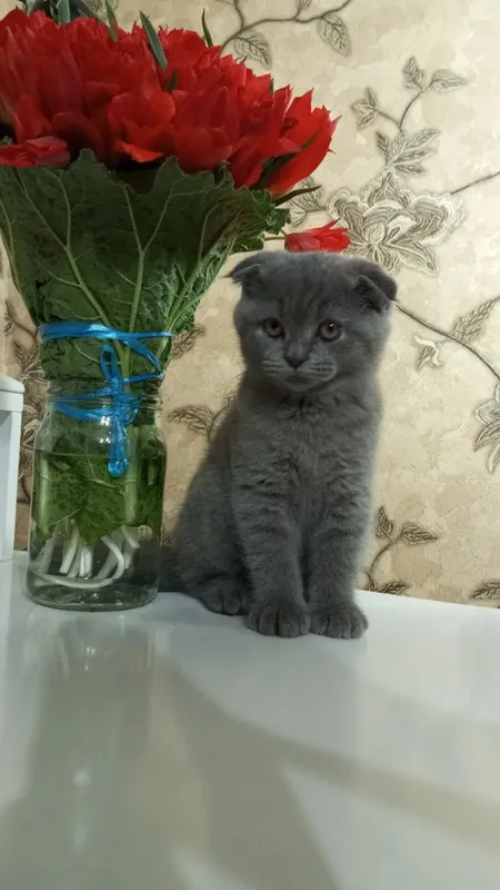 Порода Скотиш Фолд. — фото 2