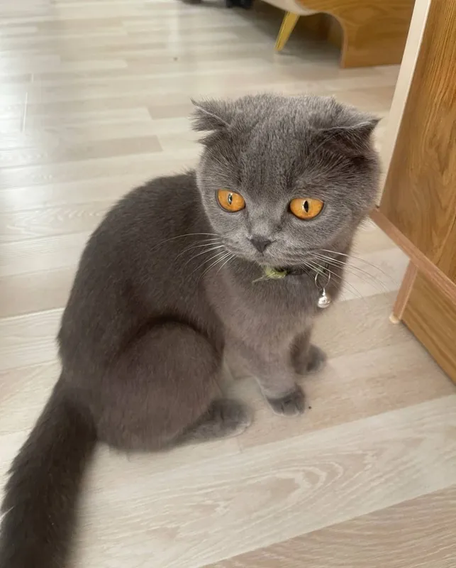 Британская кошечка