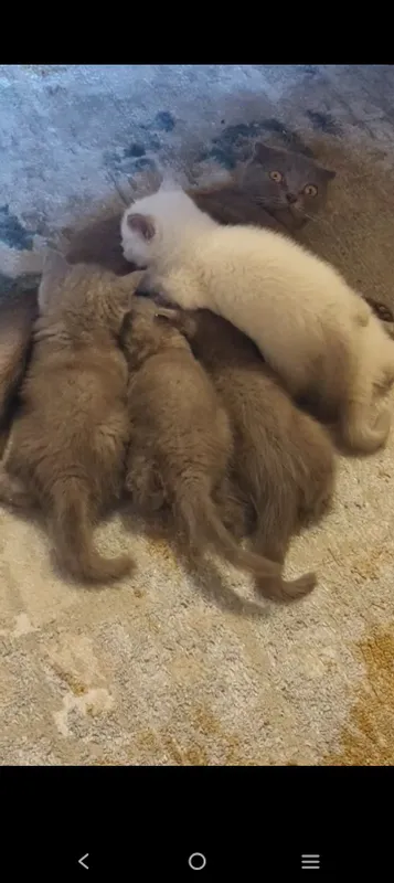 Пародистая кошка котята 2 Пародистая кошка котята 2