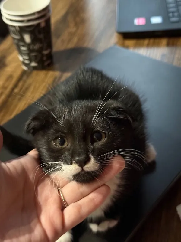 Вислоухие котятя бесплатно 2