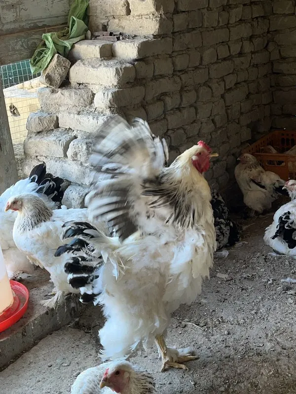 Birama tovuq xòrozlar sotiladi 6 Birama tovuq xòrozlar sotiladi 6