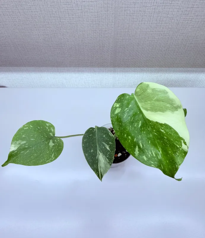Monstera, uy o‘simliklari 1