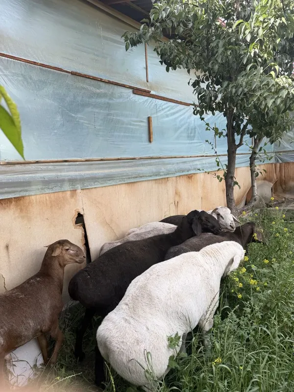 Катта кучкорлар курбонликка — фото 5