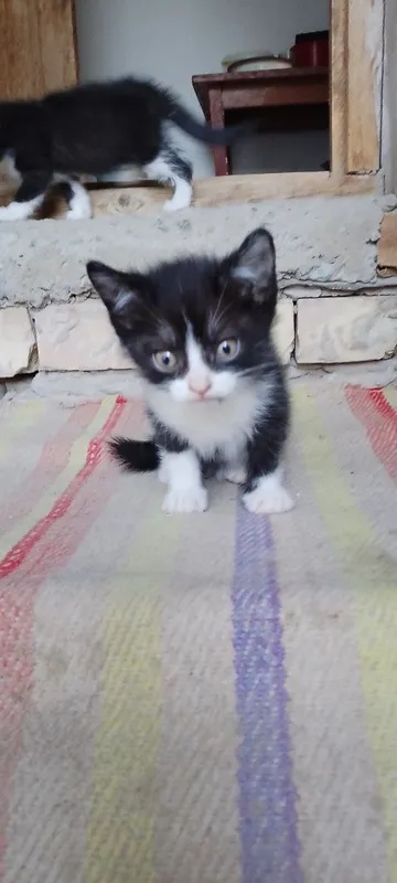 Отдам бесплатно котят в добрые руки