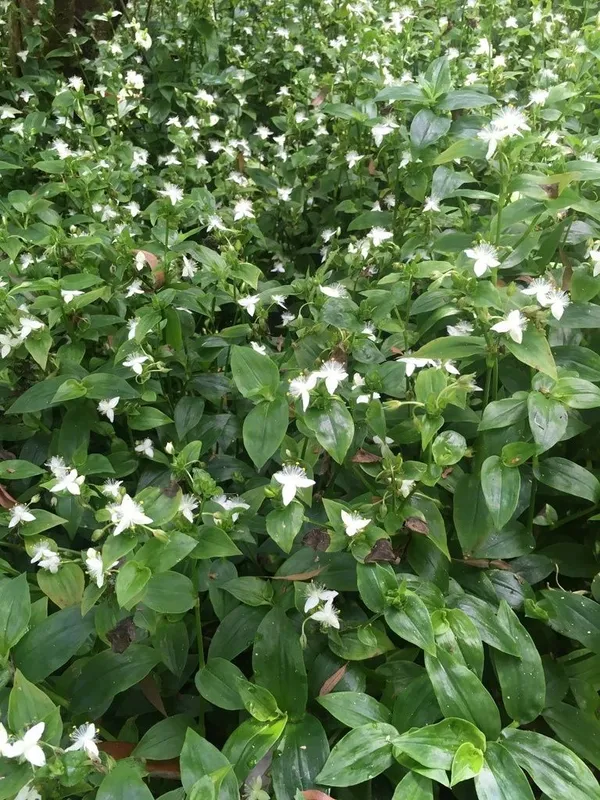 Традесканция (Tradescantia) — 25 см