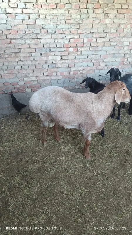 Qoʻchqor sotiladi zotgaxam boʻladi 2 Qoʻchqor sotiladi zotgaxam boʻladi 2
