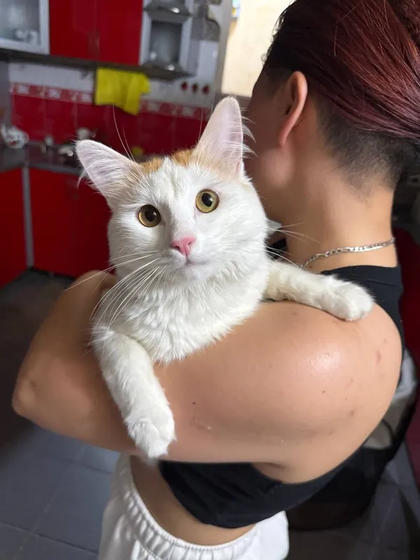 Ищем любящую семью для замечательного котика! 4