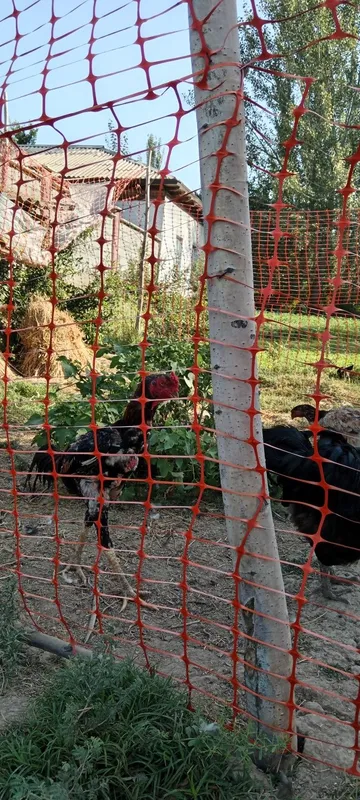 Dakan xuroz va tovuqlari sotuvda, zoti Saman va O shamo. 7 Dakan xuroz va tovuqlari sotuvda, zoti Saman va O shamo. 7