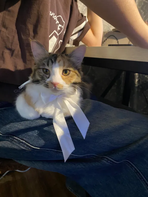 Котенок 6 месяцев — фото 3