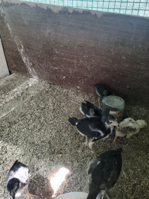 Dakan jojala sotiladi 1 oyli aralash 7 Dakan jojala sotiladi 1 oyli aralash 7