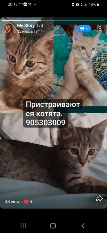 Котята в заботливые руки