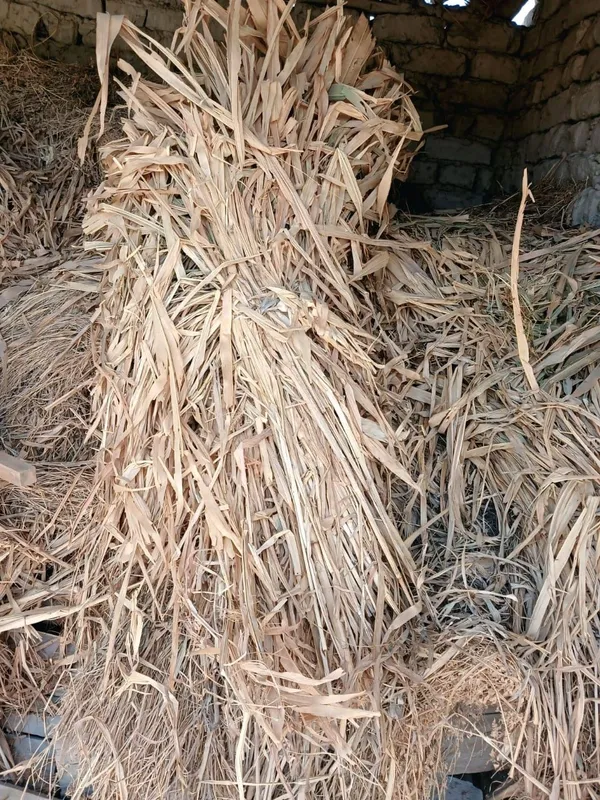 Makkajòxori sotiladi.Arzon narxda