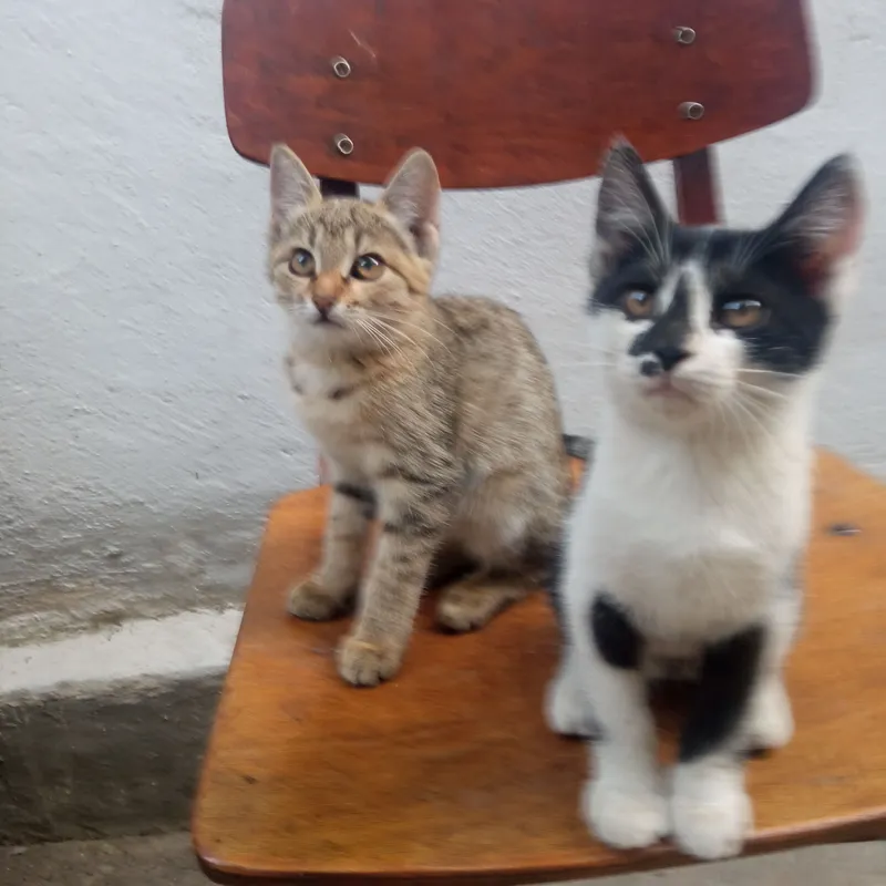 отдам котят 1 отдам котят 1