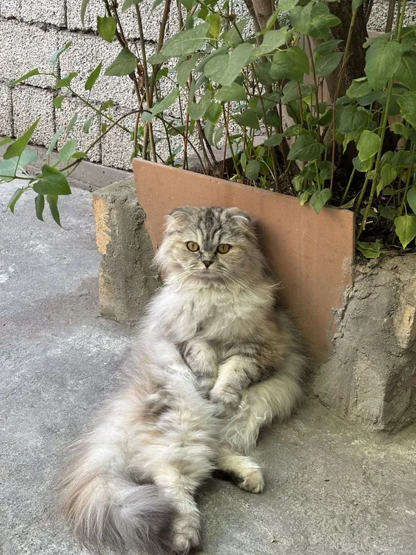 Шотладские кошки страйт 3 Шотладские кошки страйт 3