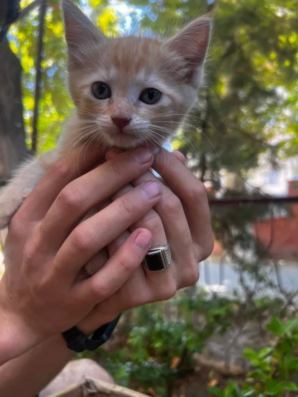 Котята в добрые руки 6 Котята в добрые руки 6