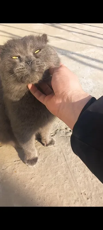 SCOTTISH fold Qoʻshish uchun.ИЩЕТСЯ ПАРА 1 SCOTTISH fold Qoʻshish uchun.ИЩЕТСЯ ПАРА 1