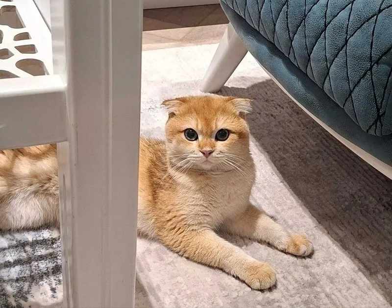 Шотландский вислоухий (Scottish Fold) 9 месячный. 1 Шотландский вислоухий (Scottish Fold) 9 месячный. 1