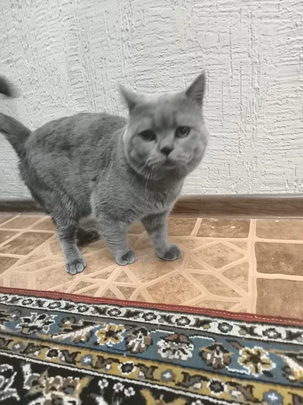 Скотиш страйд СОТИЛАДИ