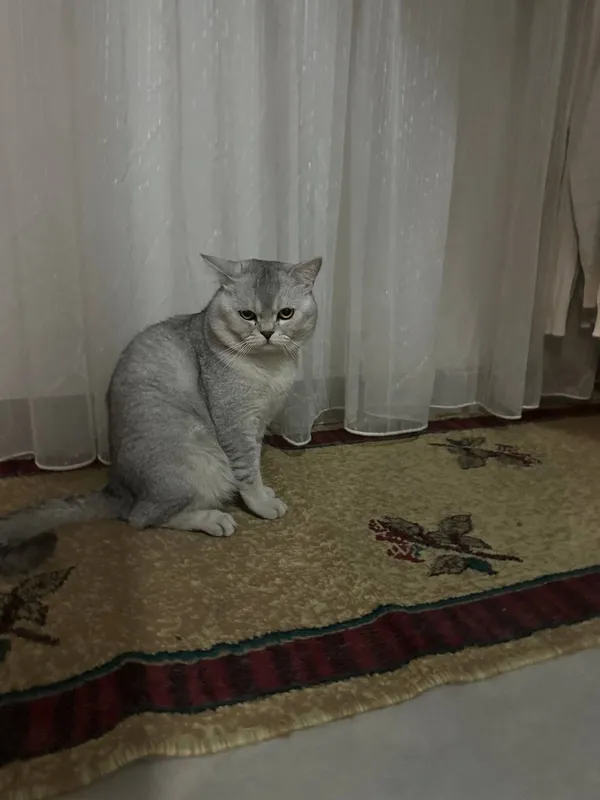 Срочно !!! Шиншила Ищем породистую кошку для вязки — фото 2