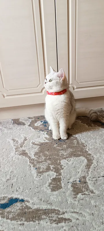 Кошка 4 Кошка 4