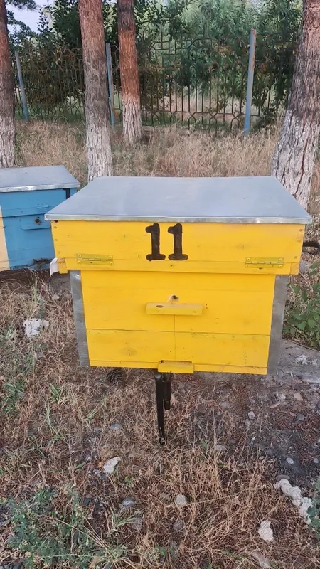 Asal ari Yashigi sotiladi