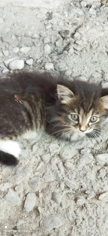 Котята в добрые руки — фото 2