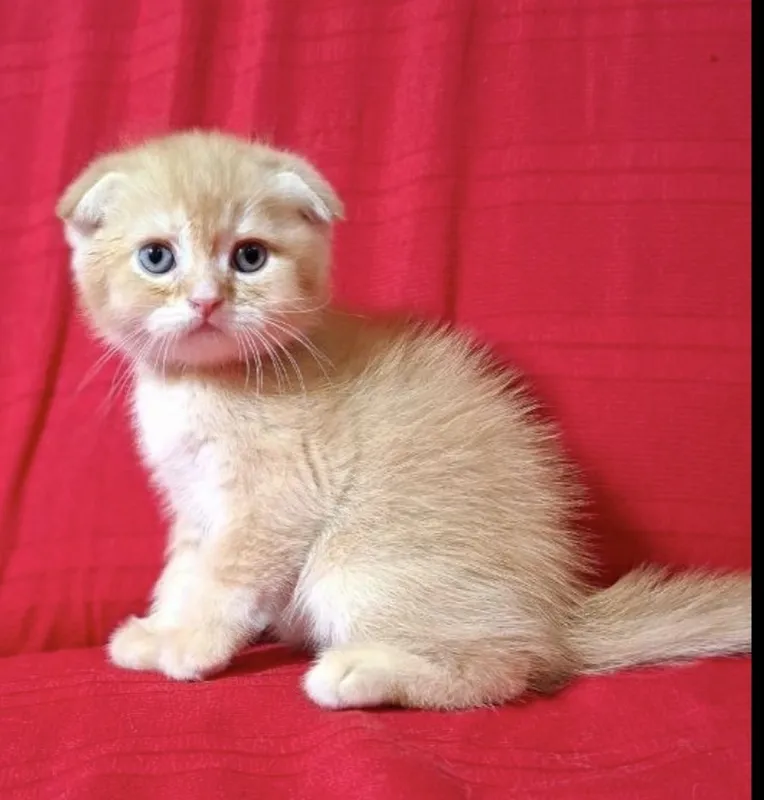 Срочно продаются шотландские котята. — фото 5