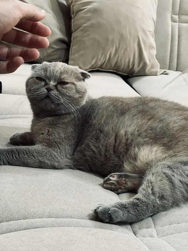 Продается кошка, 1,5 год, вязка: с британским скоттик х фолд