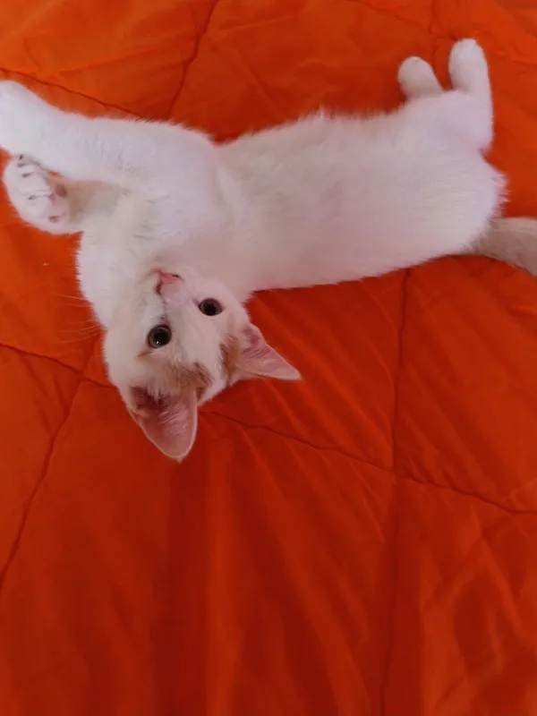 (кошки, котенок, кот, пишак, мушук, котёнка) 3