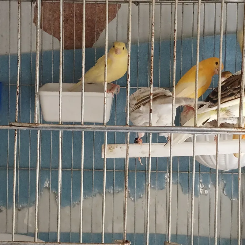 Kanareyka Modda sotiladi. 2 Kanareyka Modda sotiladi. 2