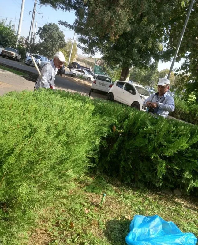Archa va Shamshodlarga Shakl beramiz садовник сад 1 Archa va Shamshodlarga Shakl beramiz садовник сад 1