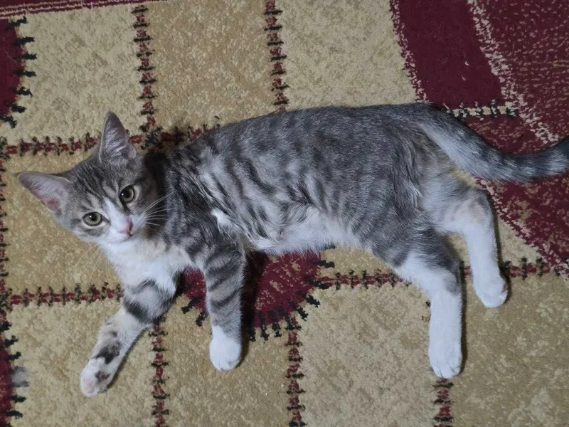 Котёнок, девочка 4 месяца, в добрые руки 4 Котёнок, девочка 4 месяца, в добрые руки 4