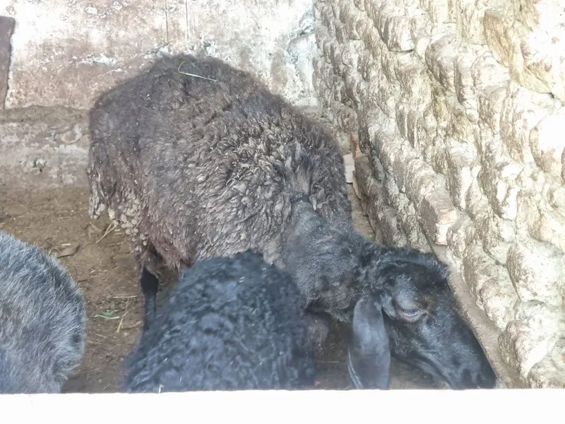 qurbonlikga soliq qoy 1 yosh boyi baland — фото 2