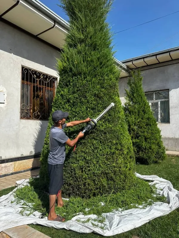 Арча кесиш Archa kesish Dorilash Daraxt ikkish xizmati Bogʻbon — фото 3