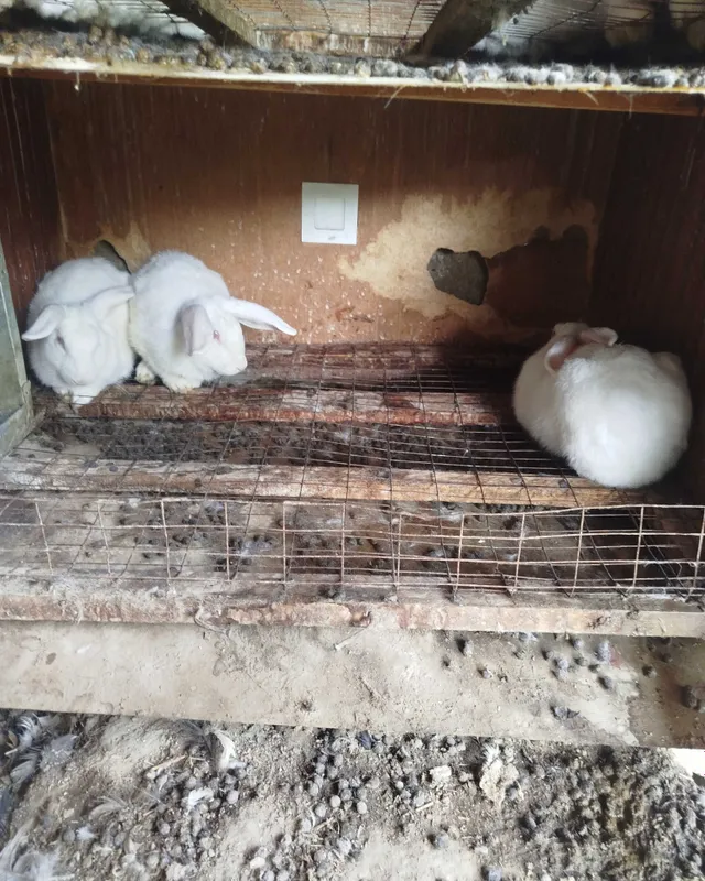 Продаются кролики 5