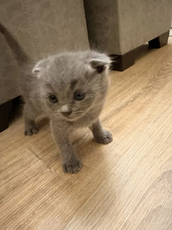 Mushuk Scottish Fold 1 Mushuk Scottish Fold 1