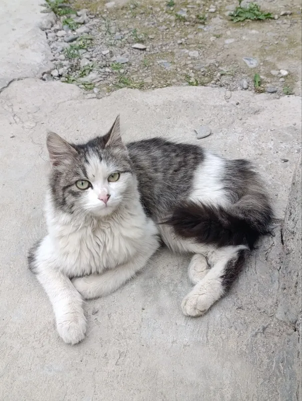 Mushuk va mushukchalar uy qidirmoqda 1